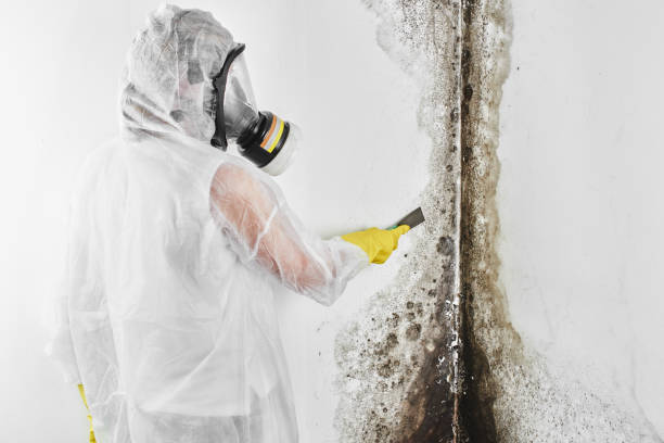 Mold Testing and Removal in Chelsea, OK