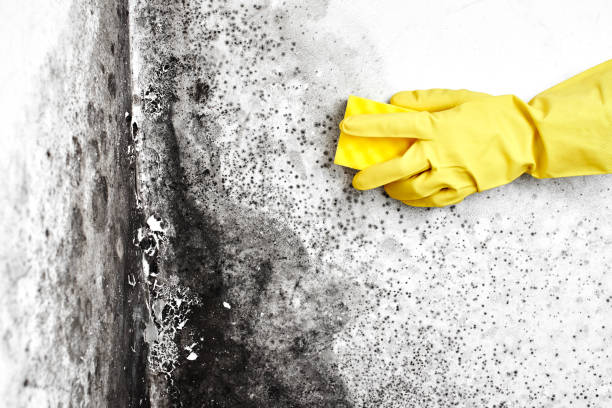 Best Attic Mold Removal  in Chelsea, OK