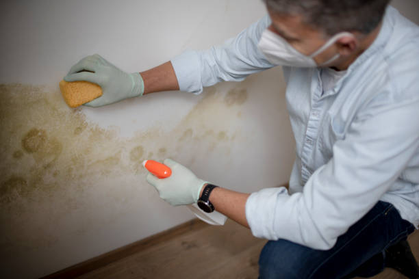 Best Emergency Mold Removal  in Chelsea, OK