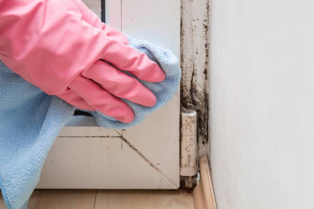 Mold Removal and Inspection in Chelsea, OK
